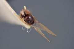 Mycodrosophila pseudoprojectans by the Smithsonian. Used under a CC0 license.