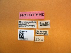 Mycodrosophila pseudoprojectans by the Smithsonian. Used under a CC0 license.