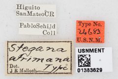 Stegana atrimana by the Smithsonian. Used under a CC0 license.