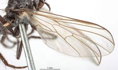 Rhamphomyia albopilosa by the Smithsonian. Used under a CC0 license.