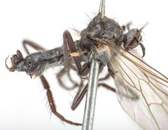 Rhamphomyia albopilosa by the Smithsonian. Used under a CC0 license.