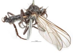 Rhamphomyia albopilosa by the Smithsonian. Used under a CC0 license.