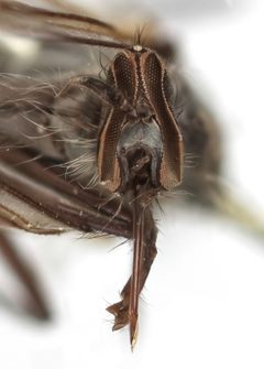 Rhamphomyia albopilosa by the Smithsonian. Used under a CC0 license.