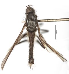 Rhamphomyia prodroma by the Smithsonian. Used under a CC0 license.