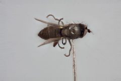 Hydrellia americana by the Smithsonian. Used under a CC0 license.