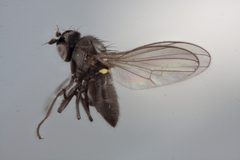 Hydrellia americana by the Smithsonian. Used under a CC0 license.