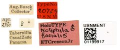 Notiphila facialis by the Smithsonian. Used under a CC0 license.