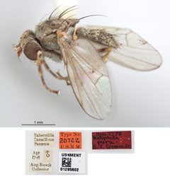 Notiphila pura by the Smithsonian. Used under a CC0 license.
