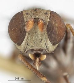 Notiphila pura by the Smithsonian. Used under a CC0 license.