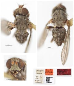Notiphila pura by the Smithsonian. Used under a CC0 license.
