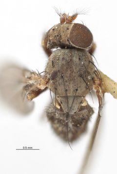 Notiphila pura by the Smithsonian. Used under a CC0 license.