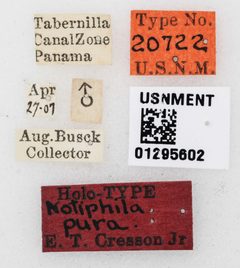 Notiphila pura by the Smithsonian. Used under a CC0 license.