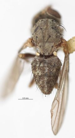 Notiphila pura by the Smithsonian. Used under a CC0 license.