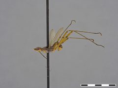 Micropeza distenta by the Smithsonian. Used under a CC0 license.