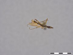 Micropeza setaventris by the Smithsonian. Used under a CC0 license.
