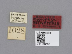 Micropeza setaventris by the Smithsonian. Used under a CC0 license.