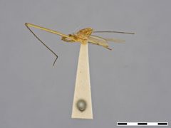 Micropeza verticalis by the Smithsonian. Used under a CC0 license.