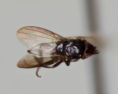 Paramyia fumipennis by the Smithsonian. Used under a CC0 license.
