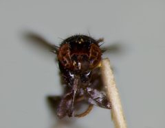 Paramyia fumipennis by the Smithsonian. Used under a CC0 license.