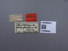 Paramyia fumipennis by the Smithsonian. Used under a CC0 license.