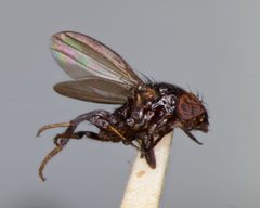 Paramyia fumipennis by the Smithsonian. Used under a CC0 license.