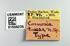 Coenosia tausa by the Smithsonian. Used under a CC0 license.