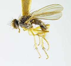 Coenosia tausa by the Smithsonian. Used under a CC0 license.