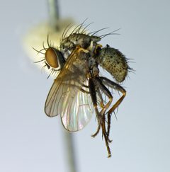 Coenosia uniformis by the Smithsonian. Used under a CC0 license.