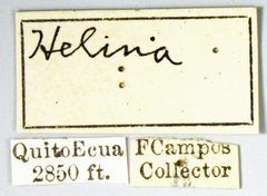 Helina acrosticalis by the Smithsonian. Used under a CC0 license.