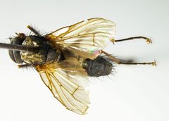 Helina lasiosterna by the Smithsonian. Used under a CC0 license.