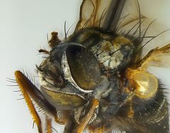 Helina lasiosterna by the Smithsonian. Used under a CC0 license.