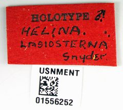 Helina lasiosterna by the Smithsonian. Used under a CC0 license.