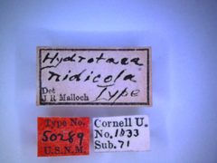 Hydrotaea nidicola by the Smithsonian. Used under a CC0 license.
