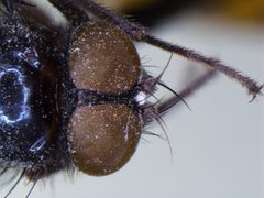 Hydrotaea nidicola by the Smithsonian. Used under a CC0 license.