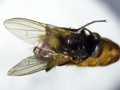 Hydrotaea nidicola by the Smithsonian. Used under a CC0 license.