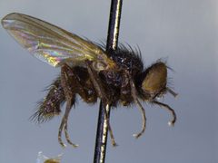 Hydrotaea nidicola by the Smithsonian. Used under a CC0 license.
