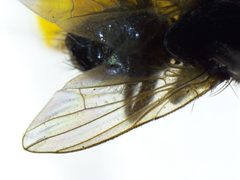 Hydrotaea nidicola by the Smithsonian. Used under a CC0 license.