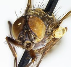 Limnophora instans by the Smithsonian. Used under a CC0 license.