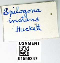 Limnophora instans by the Smithsonian. Used under a CC0 license.