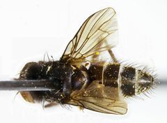 Limnophora instans by the Smithsonian. Used under a CC0 license.