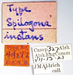Limnophora instans by the Smithsonian. Used under a CC0 license.