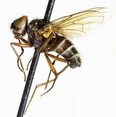 Limnophora instans by the Smithsonian. Used under a CC0 license.