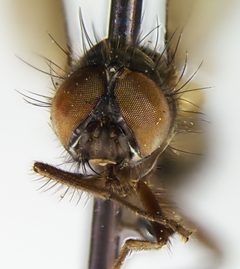 Limnophora pusilla by the Smithsonian. Used under a CC0 license.