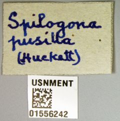 Limnophora pusilla by the Smithsonian. Used under a CC0 license.