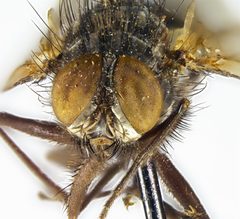Mydaea canescens by the Smithsonian. Used under a CC0 license.