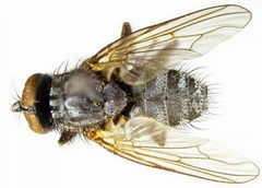Mydaea canescens by the Smithsonian. Used under a CC0 license.