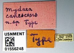Mydaea canescens by the Smithsonian. Used under a CC0 license.