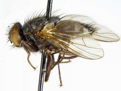 Mydaea canescens by the Smithsonian. Used under a CC0 license.