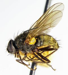 Mydaea pseudonubila by the Smithsonian. Used under a CC0 license.