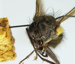 Mydaea pseudonubila by the Smithsonian. Used under a CC0 license.